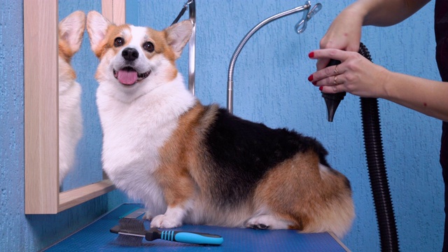 一只英俊的威尔士柯基犬彭布罗克正在美容院用吹风机吹干皮毛。视频下载