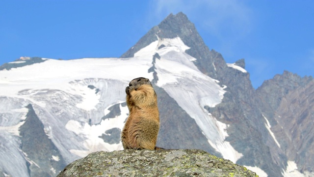 土拨鼠，土拨鼠，在欧洲阿尔卑斯山视频下载