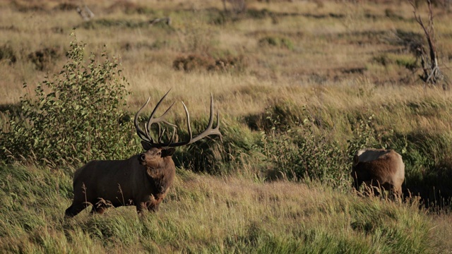 MS 4K拍摄与一个巨大的公麋鹿或马鹿(加拿大鹿)的声音在日出视频素材