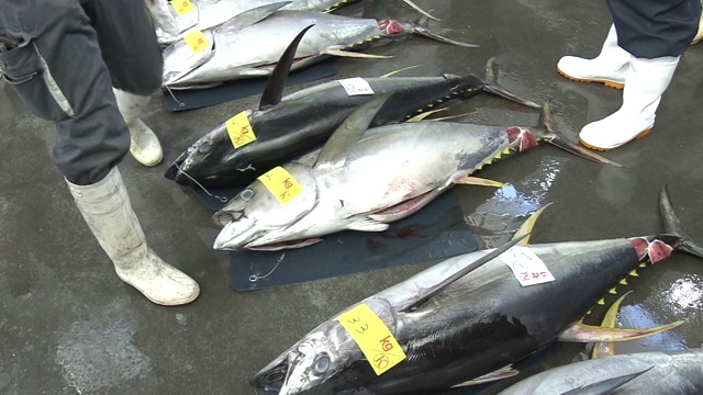 日本宫城市鱼市的金枪鱼和工人视频素材
