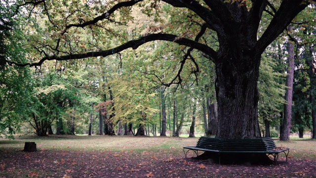 秋天公园里的一棵老大树视频下载