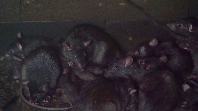 一群黑鼠，家庭瘟疫，入侵物种，来自亚洲的啮齿动物视频素材