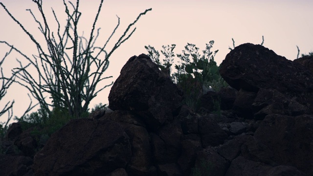 大角羊在岩石上行走视频素材