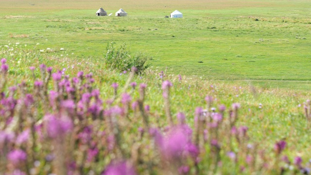 新疆巴音布鲁克草原上的野花和蒙古包视频下载