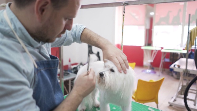 工作中合格的狗美容师视频下载