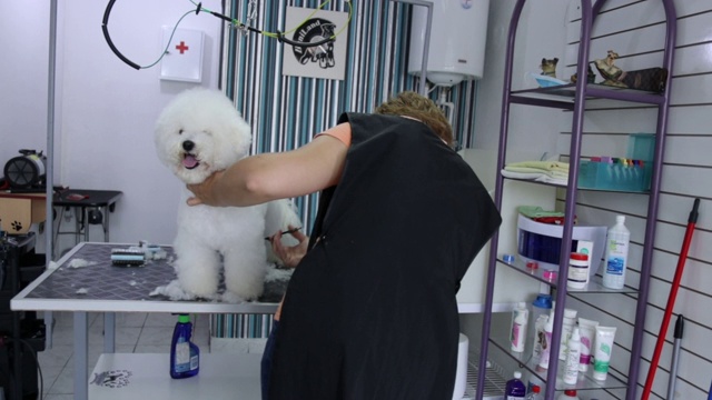 专业美容师在宠物美容沙龙为比雄犬理发视频下载