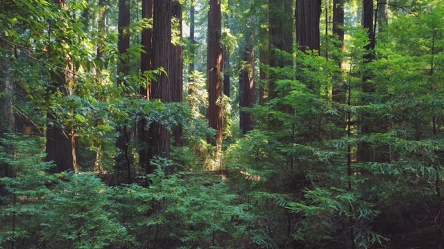 加州紅杉森林內部06視頻素材