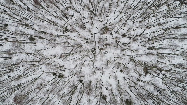 冬季森林的鸟瞰图视频下载