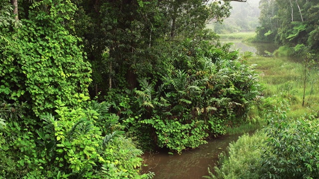 宁静的早晨，非洲丛林，雨林中有小河。充满活力的绿色叶子-大部分是马达加斯加特有的。视频素材