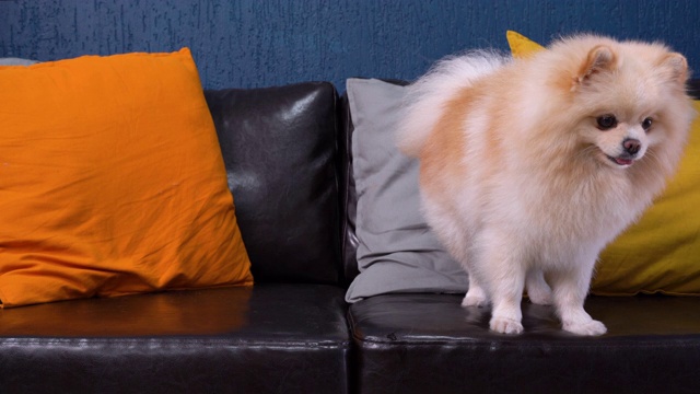 滑稽的博美犬斯皮兹坐在带彩色靠垫的黑色皮沙发上嚼着食物和零食视频下载
