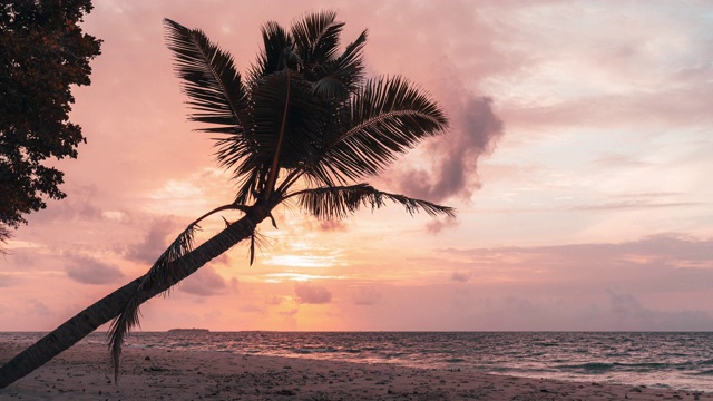 在天堂般的海滩上日落的时间流逝与棕榈树的剪影视频素材