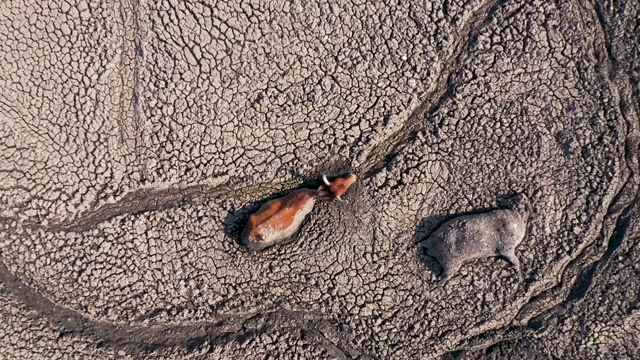 由于干旱和气候变化，博茨瓦纳奥卡万戈三角洲的恩加米湖干枯，高空拍摄的奶牛被困在厚厚的泥中，被尸体包围视频素材