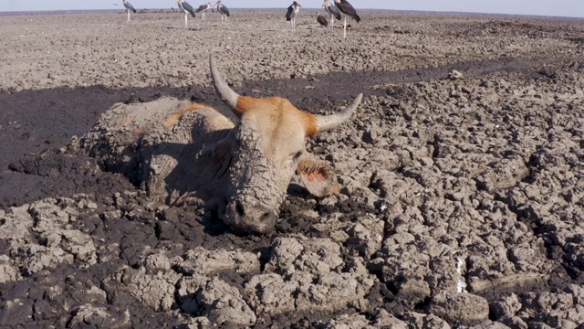 由于干旱和气候变化，一头奄奄一息的牛被困在泥里，周围是等待下一顿饭的食腐鸟类。恩加米湖，奥卡万戈三角洲，博茨瓦纳视频素材