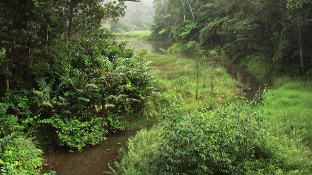 清晨，在马达加斯加非洲丛林茂密的绿色森林中，河水缓缓流淌视频素材