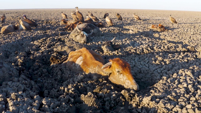 从空中拍摄的一头被困奶牛的特写。在它后面，由于干旱和气候变化，在博茨瓦纳奥卡万戈三角洲干涸的恩加米湖上，食腐鸟以散落的动物尸体为食视频素材