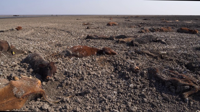 由于干旱和气候变化，动物尸体散落在干燥的恩加米湖上，奥卡万戈三角洲，博茨瓦纳视频素材