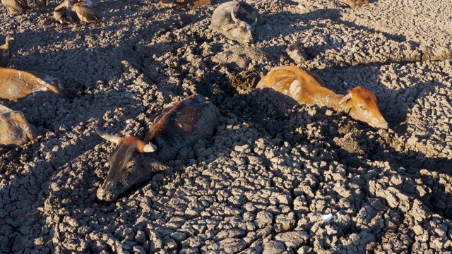 鸟瞰早期被困奶牛的特写镜头。在它们身后，由于干旱和气候变化，在博茨瓦纳奥卡万戈三角洲干涸的恩加米湖上，食腐鸟以散落的动物尸体为食视频素材