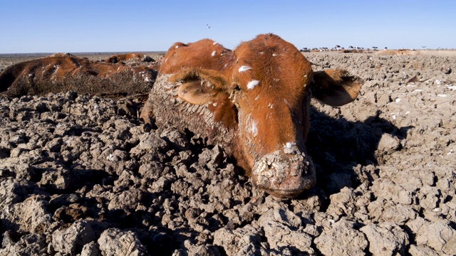 一个勉强活着的被困奶牛的空中特写正面视图。博茨瓦纳奥卡万戈三角洲，由于干旱和气候变化，干涸的恩加米湖上散布着动物尸体，食腐鸟以这些尸体为食视频素材