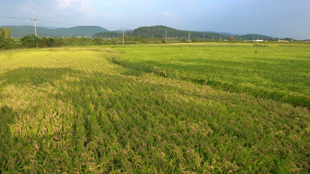 韩国乡村稻田里的风视频下载