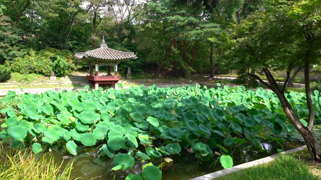 韩国首尔，在昌德宫的湖原秘密花园，可以看到爱莲池和爱莲亭视频下载