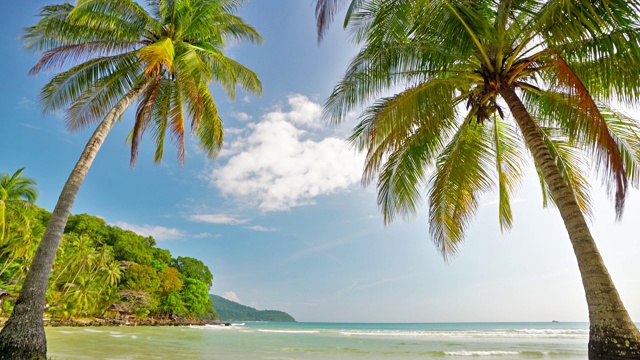棕榈树是通往奢华热带海滩的大门视频素材