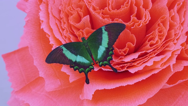 一朵绿色的大蝴蝶视频下载