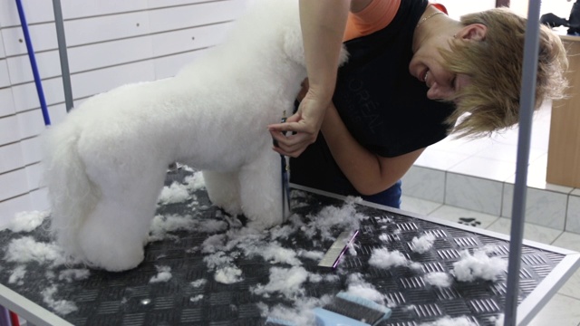 女性美容师在美发沙龙工作与剪刀。美容师在动物美容院修剪比熊毛视频素材