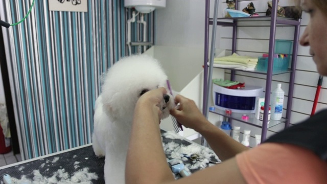 女性美容师在美发沙龙工作与剪刀。美容师在动物美容院修剪比熊毛视频素材