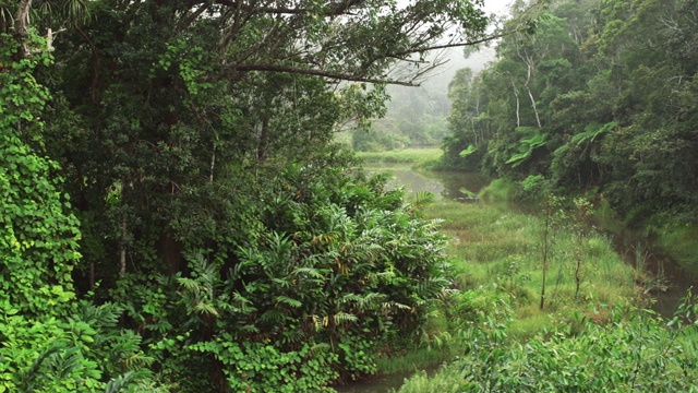 宁静的早晨，非洲丛林，雨林中有小河。充满活力的绿色树叶和树木-大部分是马达加斯加特有的。视频下载