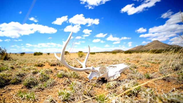 西部沙漠概念:鹿的头骨在地上视频下载