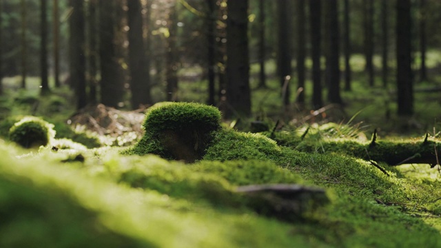 一個在秋日徒步穿過松樹林的旅行者視頻素材