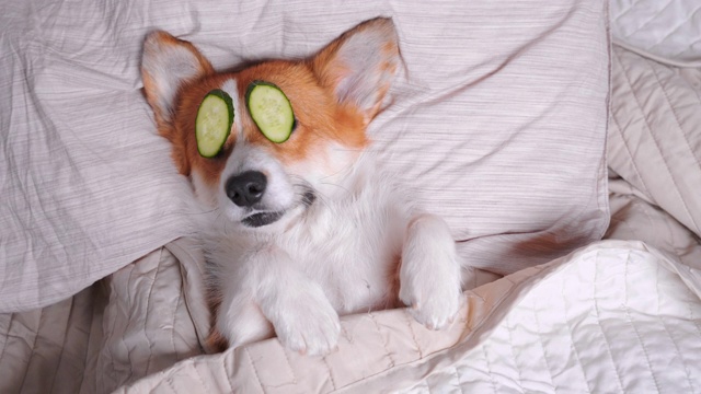 可爱的红白相间的柯基躺在床上，眼睛是用真正的黄瓜片做的。头靠在枕头上，盖上毯子，抬起手。最后，有趣的狗叫了一声，翻了个身。视频下载