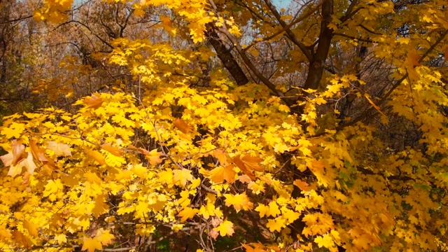 秋天的森林秋景。秋天的颜色视频素材