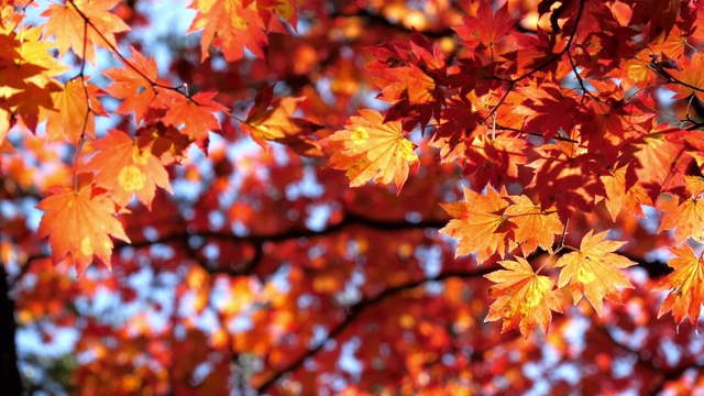 紅色的楓葉在日本的秋天，大自然的鏡頭慢鏡頭視頻素材