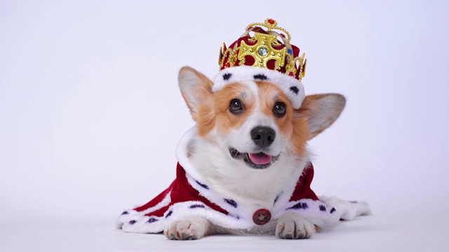 漂亮的威尔士柯基犬彭布罗克戴着金色的王冠和红色的斗篷，就像一个女王，一个王子在白色的画室背景。视频下载