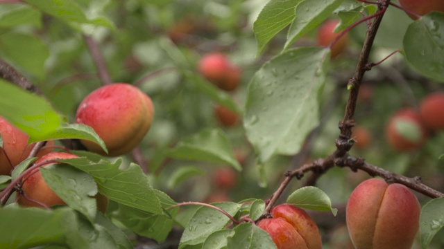 英国，农业工人在果园里收获杏子视频下载