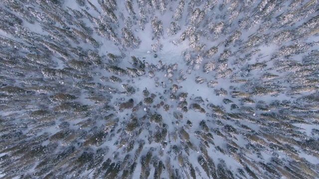 自顶向下:惠斯勒的雪松和云杉树梢的无人机景观。视频下载