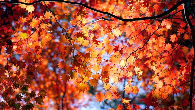秋天的楓葉，天空湛藍視頻素材