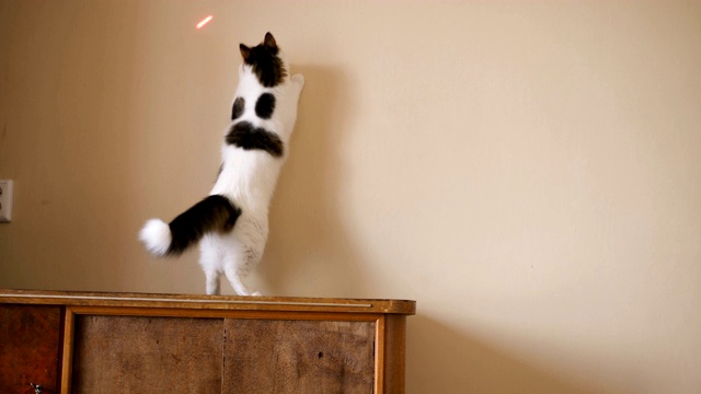 有趣的猫抓住了墙上的激光笔视频下载