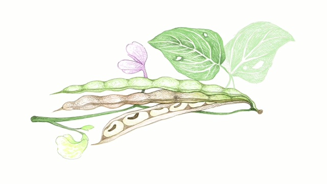 手绘豇豆或豇豆植物视频剪辑视频下载