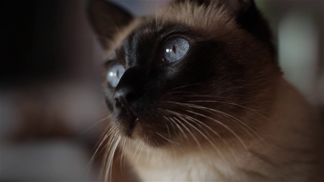 一只有着明亮蓝眼睛的纯种暹罗猫。特写镜头。视频下载