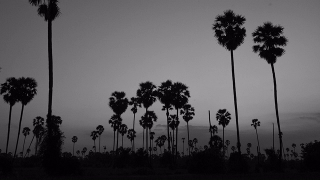 日落上的糖李子树，黑白色调视频下载