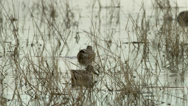 鸭子在水里的草丛中游泳视频素材