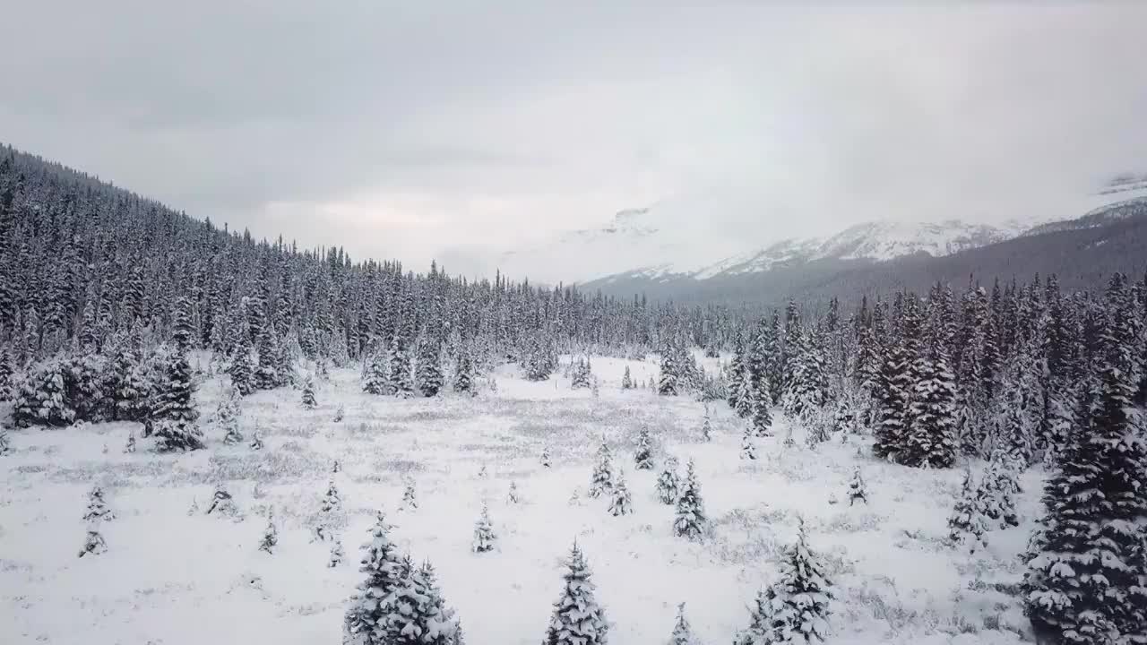 冬天森林里的雪視頻下載