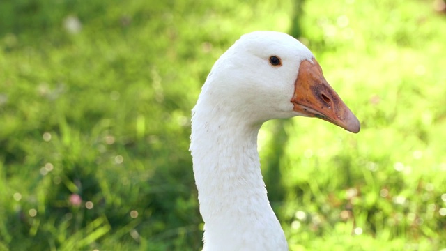 Сlose-up的大白鹅头的背景草草坪在夏季日落。家禽养殖概念视频下载
