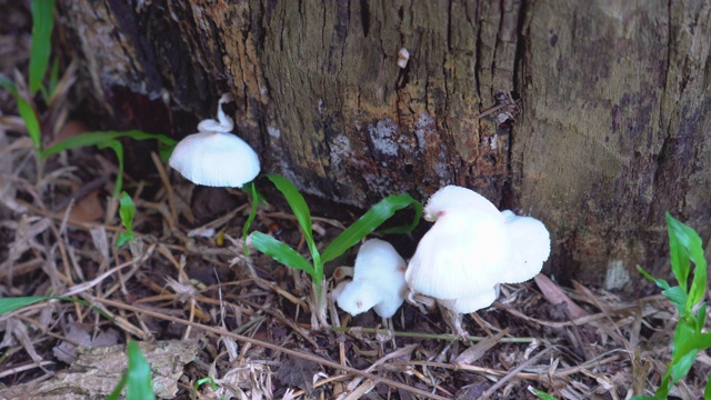 亚洲热带雨林中白色野生蘑菇的4K视频。视频素材