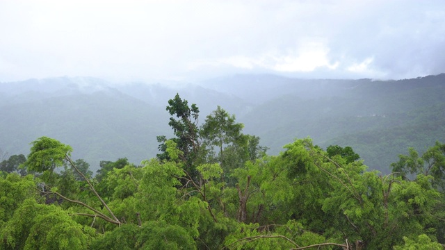 热带雨林中新鲜绿色的树木(4K)视频素材