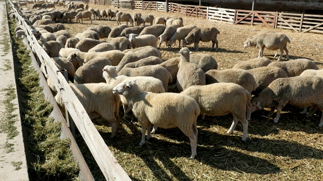 在慢镜头中，大白羊在漫长的喂食器上吃绿色干草，在一个阳光明媚的夏日大农场上奔跑视频下载