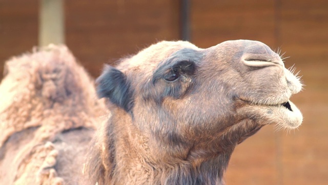 吃东西的时候，靠近骆驼脸视频素材