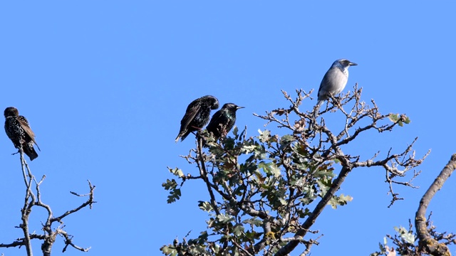 加利福尼亚矮松鸦和梳毛椋鸟视频素材